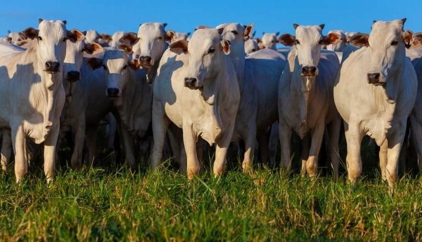 Guerra no Oriente Médio não deve atrapalhar exportação de carne bovina de MT