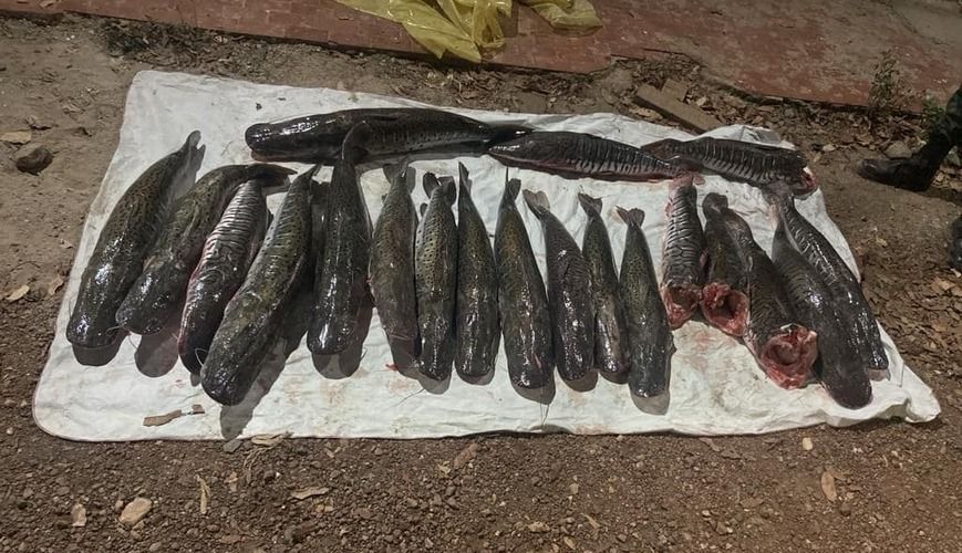 PM prende dupla com 104 quilos de pescado irregular em MT